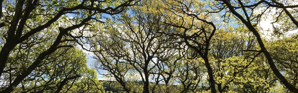Fire with Quartz and Steel