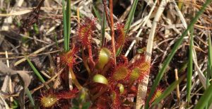 Bumblebees, rare chickweeds and sundews