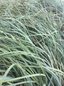Marram Grass Cordage