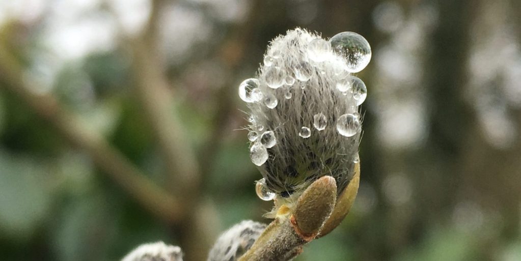 Tree Bud Photo Guide