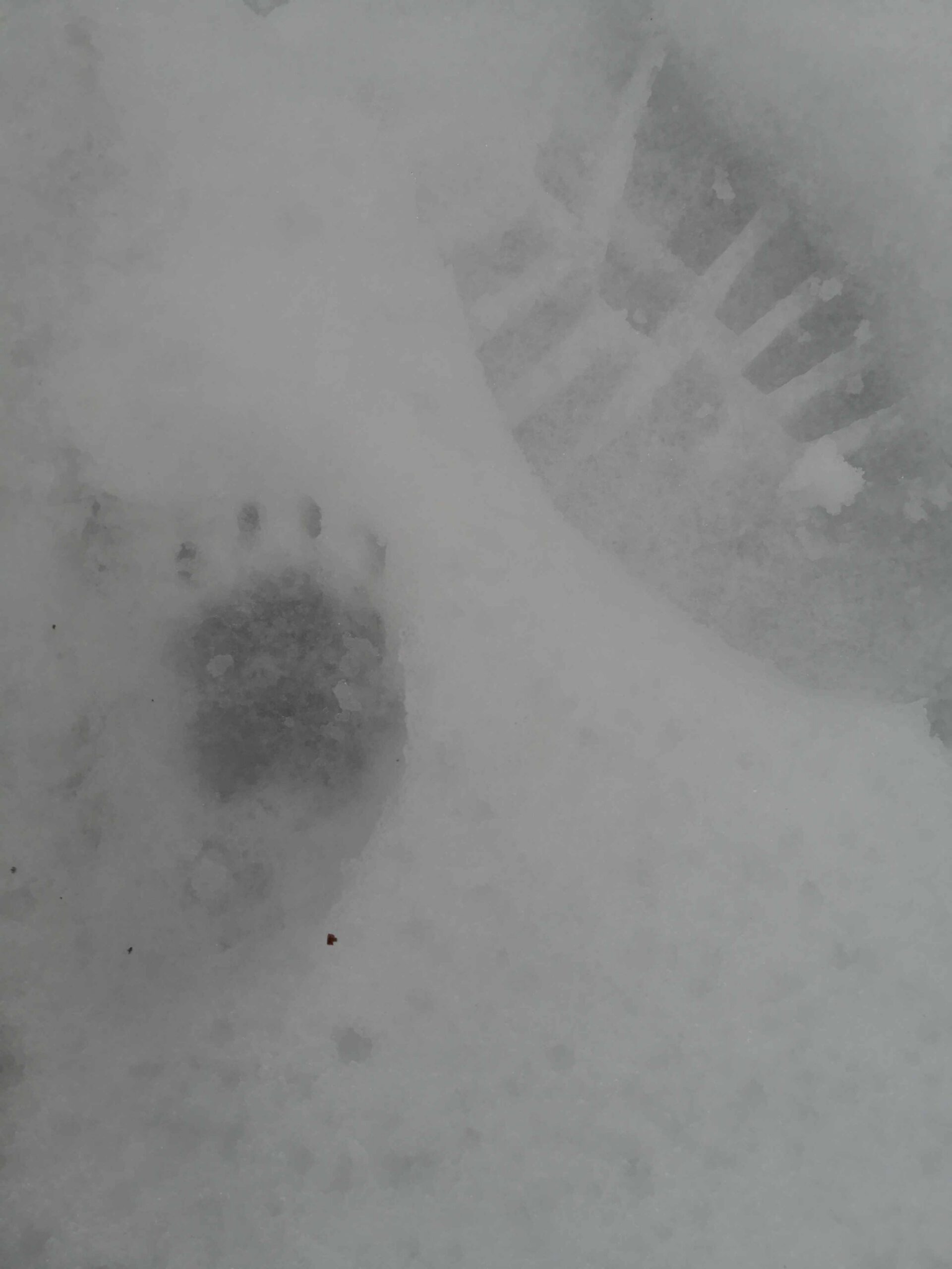 Badger print