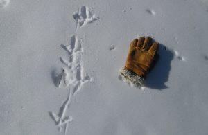 Tracks in the Snow