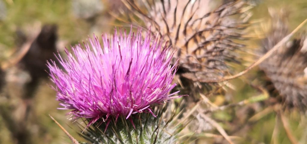 Fire with Thistle and Heather
