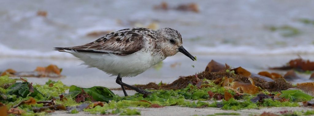 Guide to Shetland Birds